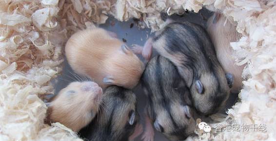 如何照顾哺乳期的仓鼠？