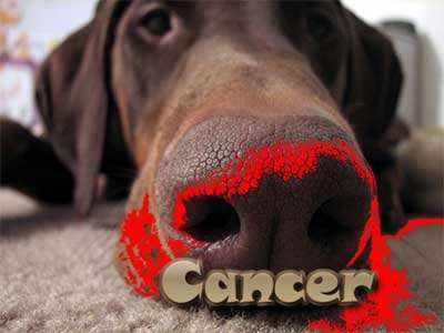 谣传还是科学？——狗狗真能“嗅”出癌症？