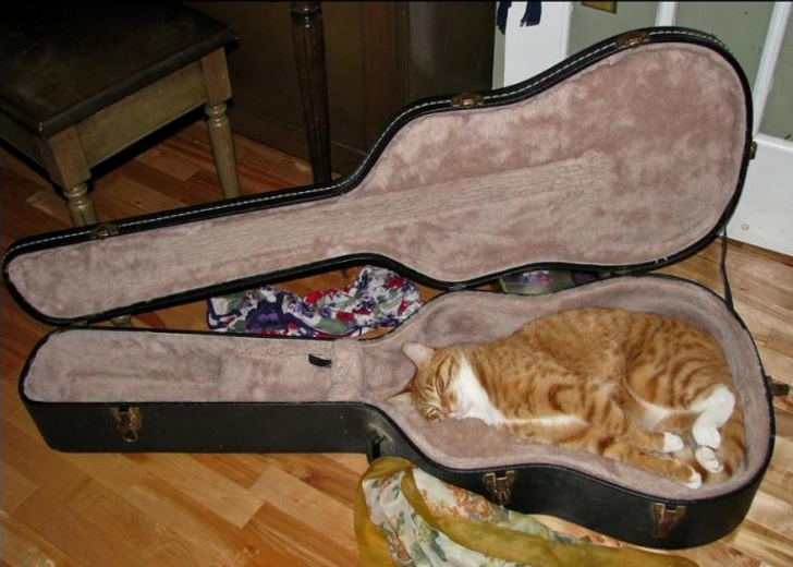 “据说没有一只猫能够抵挡得住行李箱的诱惑”
