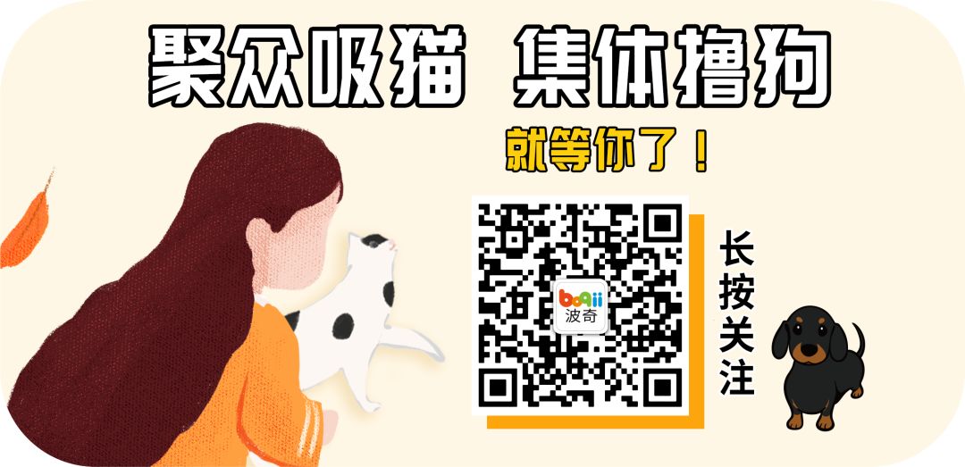 波奇宠物荣获2020年中国宠物产业文化发展「最佳社交媒体影响力奖」