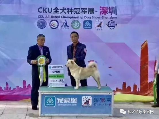 站上CKU领奖台的大黄，是中国原生犬种的骄傲！