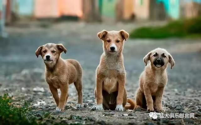 站上CKU领奖台的大黄，是中国原生犬种的骄傲！
