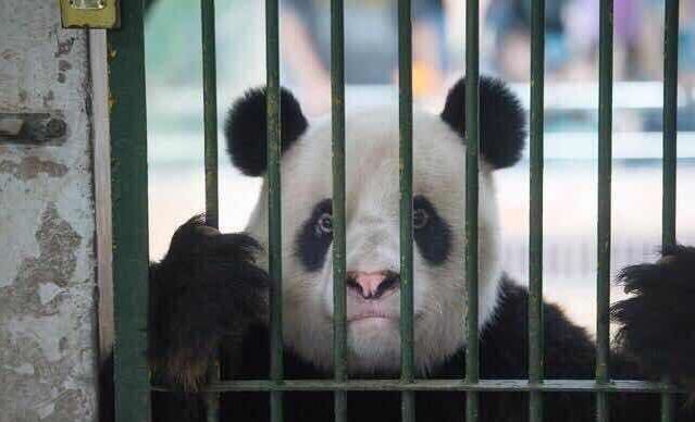 再见了，大熊猫“伟伟”~