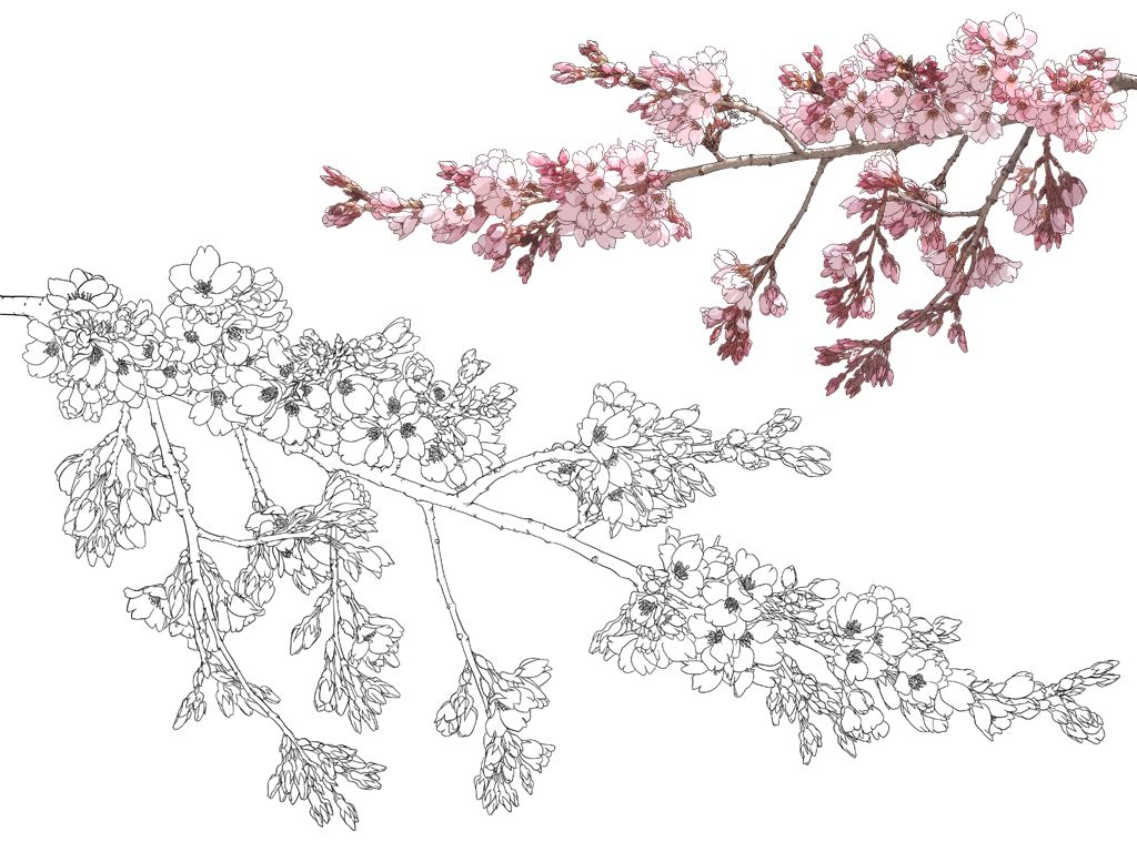 简单易学的花卉教程（附570张花卉线稿上色素材），唯美插画背景一次搞定！