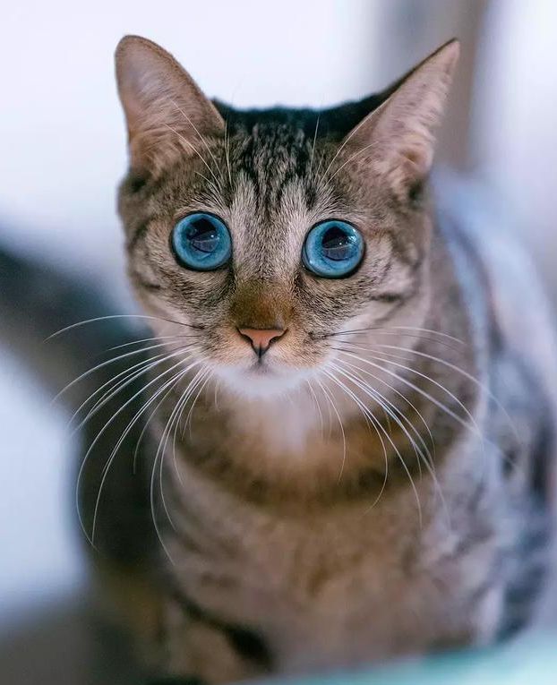 捡了一只小狸花猫，养大发现眼睛是蓝色的，像蓝宝石一样漂亮