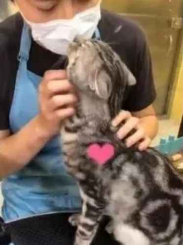 主人带猫咪去洗澡，猫咪对店里的小哥哥一见钟情，亲了又亲