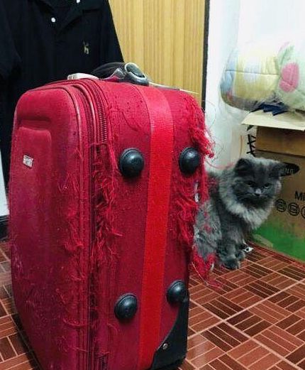 主人出门没带猫，猫咪报复主人把行李箱抓成流苏样式：本喵很生气