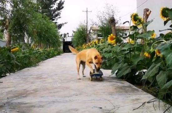 田园犬为争口气学会溜滑板，一路摇尾狂嘚瑟：别跟我提智商这两字
