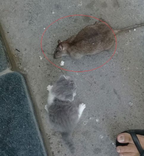 主人给猫咪抓了一只老鼠，猫咪却不知道该怎么办，网友一看笑喷了