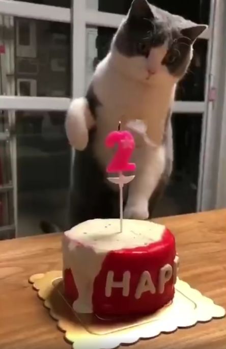 猫咪过生日，主人让它吹蜡烛，猫接下来的动作