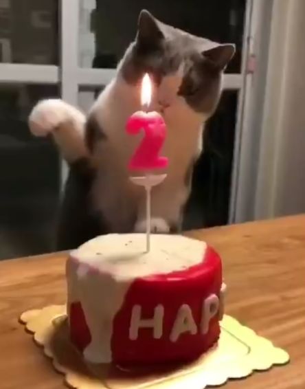 猫咪过生日，主人让它吹蜡烛，猫接下来的动作