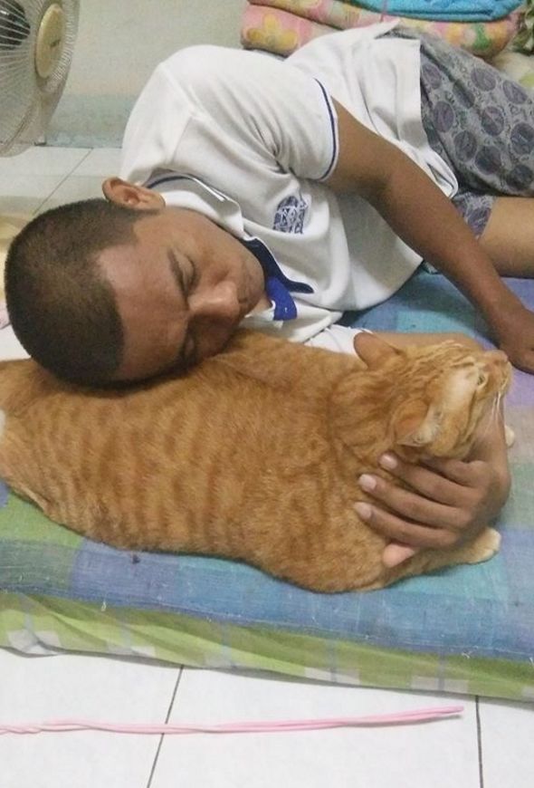 铲屎官发现猫咪的新用途，橘猫牌枕头，你值得