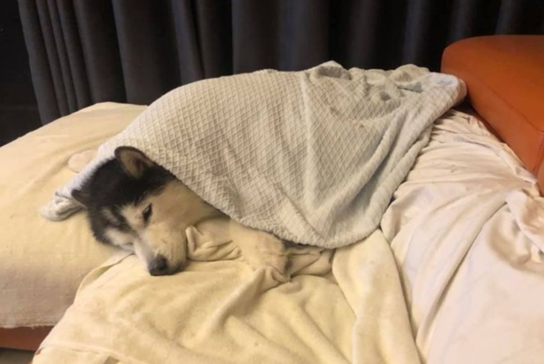 网友家的哈士奇怕冷，要盖被子才能睡着……说好的雪橇犬呢？
