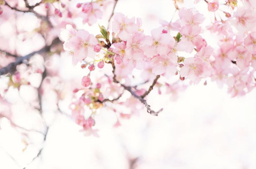 参与讨论#人面红花相映红#和索尼开启一场春天的遐想吧！