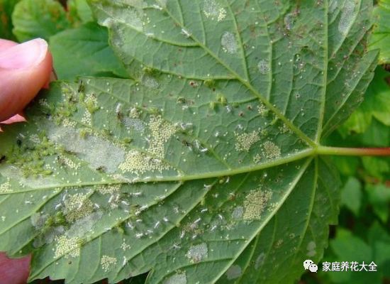 五种常见病虫害，教你辨别和防治，蚜虫蚧壳咱都不怕！