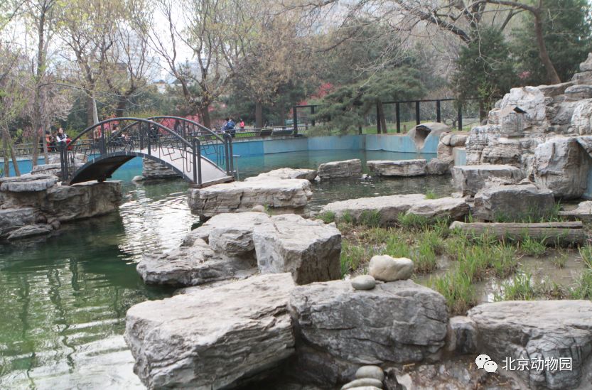动物印象|北京动物园里的水獭