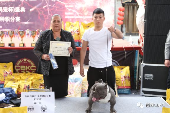 特体恶霸犬、英、美、法牛 参赛成绩单-CBKC北京