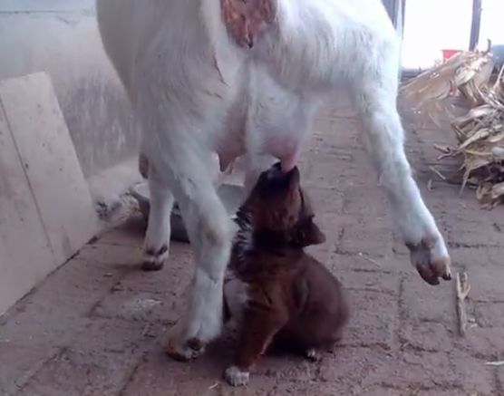 小狗错把山羊当妈妈，为了喝口奶被羊妈妈拖着