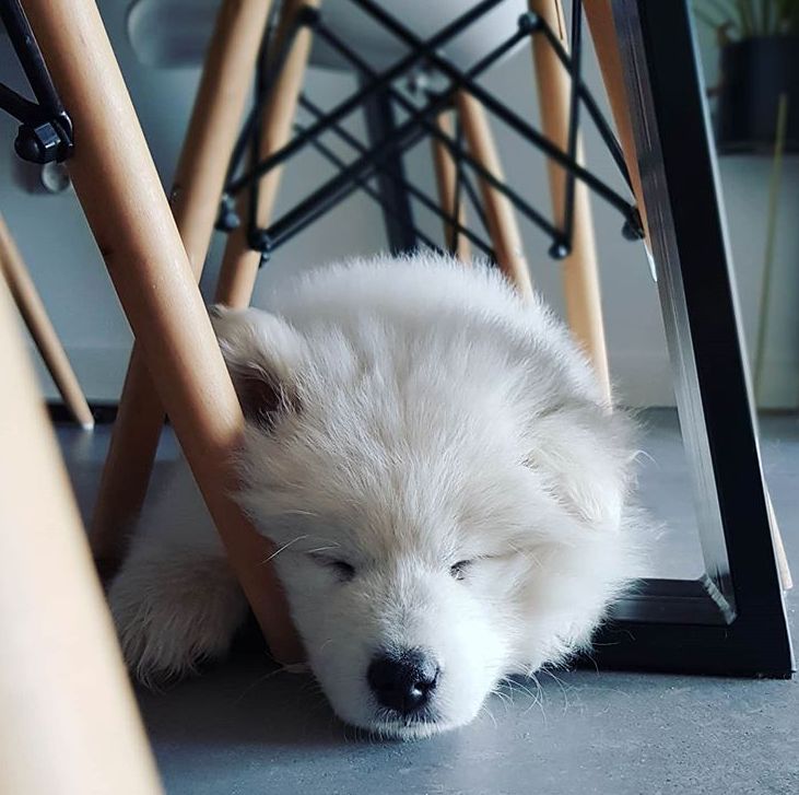 小萨摩总喜欢睡在椅子下面，等它长大后，就尴尬了……