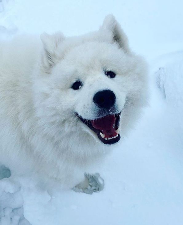 萨摩在看见雪的那一刻疯了，主人很崩溃：你是狗，不是推雪机器！