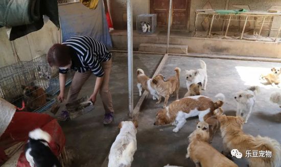 女教师为救活几百只流浪狗，卖了女儿的房子，女儿：我支持……