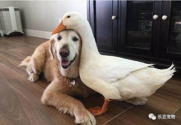 一场跨种族的爱情，同一日来到家里的鸭子和狗