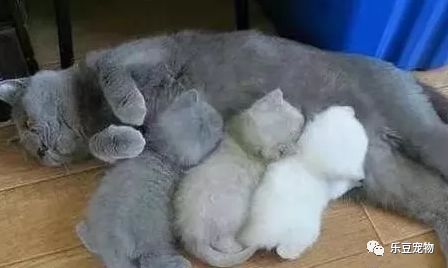 蓝猫不小心怀孕，生出的三只小奶猫，主人看后