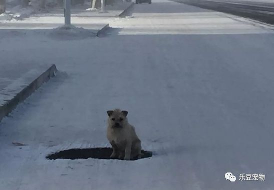 寒冬里流浪狗趴在供暖井盖上取暖，流浪狗何处是你温暖的家？