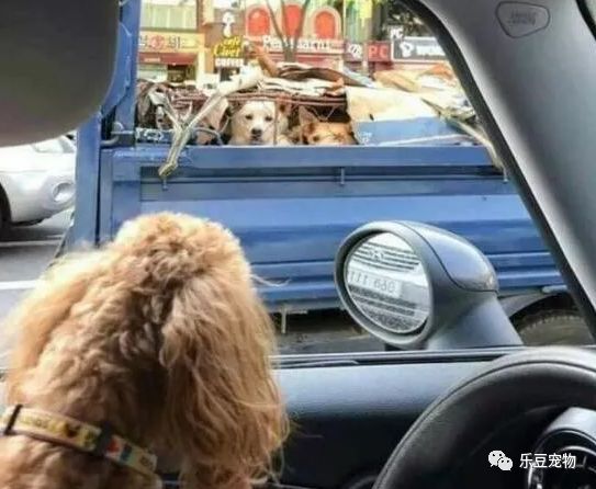 被送往狗肉店的流浪狗，看着豪华车中的宠物犬，眼神中充满凄凉！