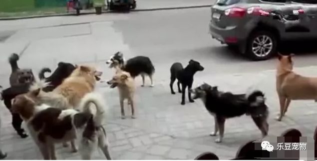 成群狗狗在大路上聚集，狗狗：谁还没个应酬没