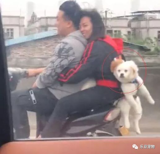 路上偶遇一只被背着的狗狗，狗狗：我能如何？
