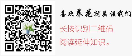 十种年宵花，个个都是颜值担当，春节期间养几盆，漂亮又喜庆，亲戚来了都夸好！