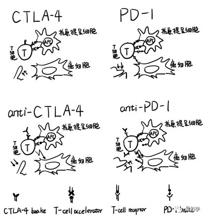 【2018诺贝尔奖】漫画 | PD-1/PD-L单抗的作用机制