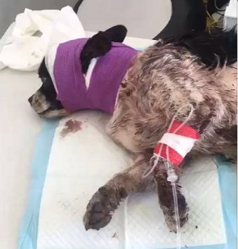 被砍7刀流浪狗，被救后它的反应惹哭所有人！