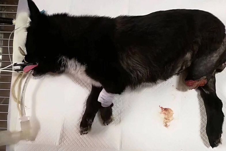 被砍断腿的小狗，被送去医院的时候，一个&quo