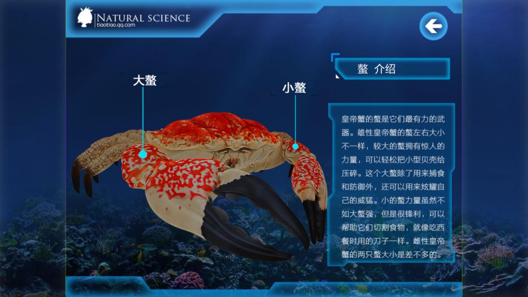 科普认知丨世界上最重的螃蟹
