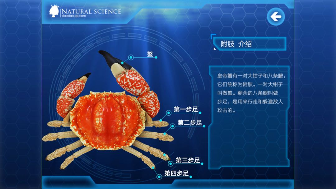 科普认知丨世界上最重的螃蟹