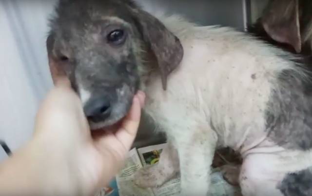 小奶狗刚满三个月就被抛弃，它也想活下去！