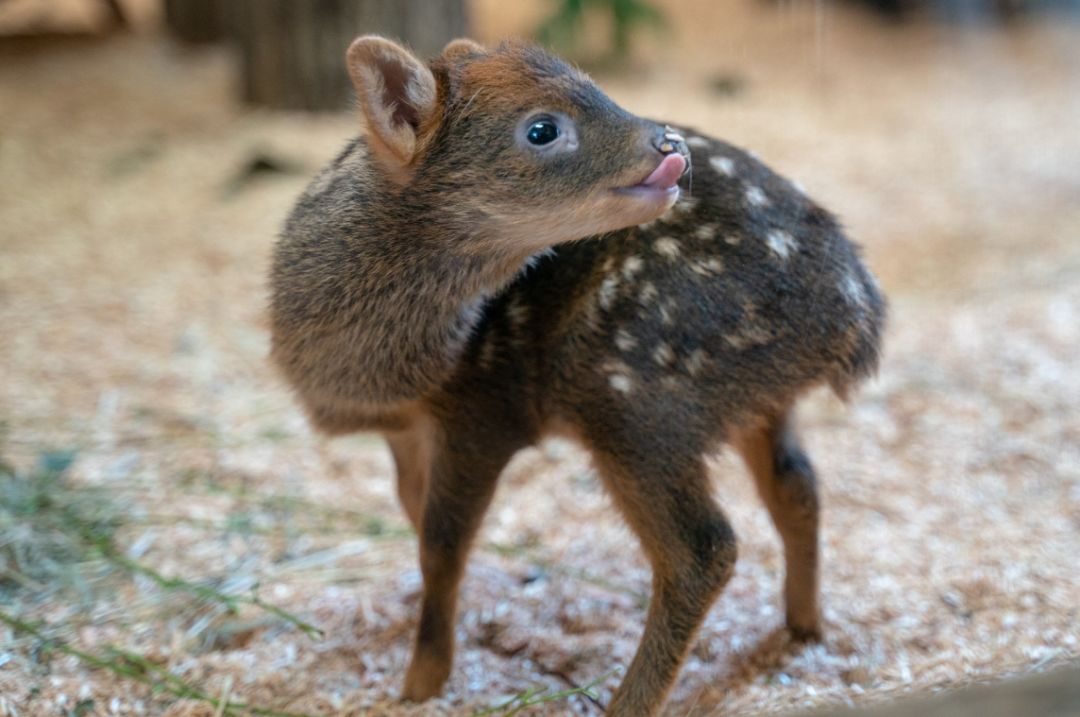 听说自从这只小鹿出生后，..人很少去奈良看鹿了...(5)