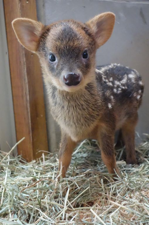 听说自从这只小鹿出生后，..人很少去奈良看鹿了...(2)