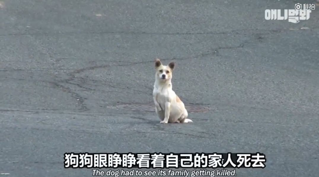 狗子经常坐在路边看着某个方向流泪，背后的原
