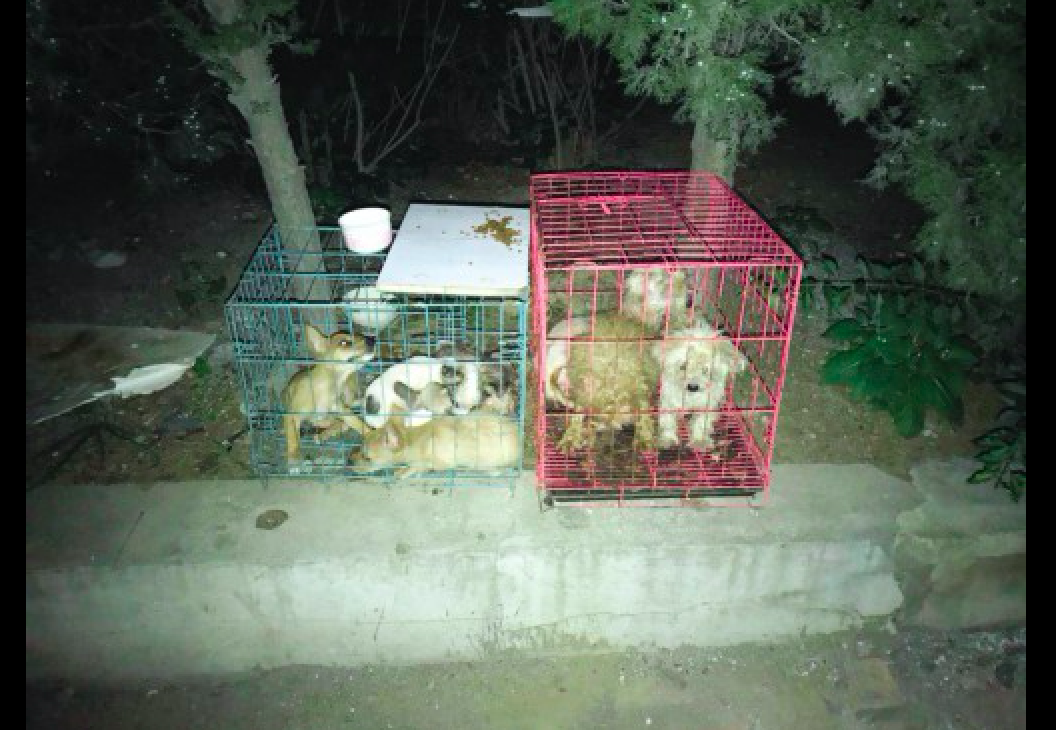 大连9只小狗被遗弃在绿化带，声带全被割掉了，还患有严重皮肤病