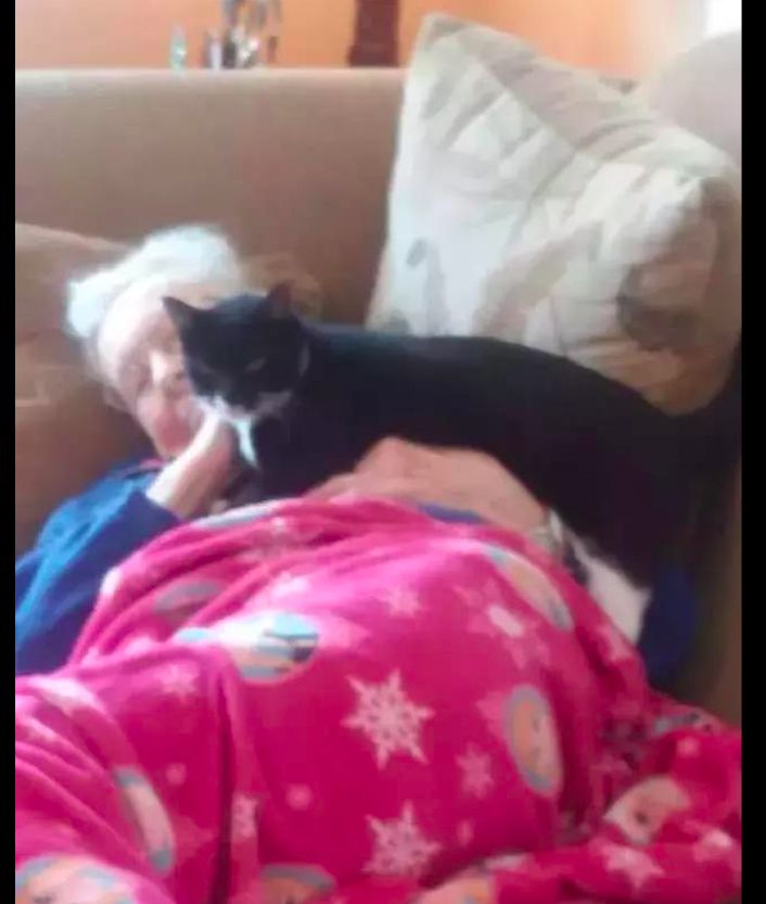 猫咪知道奶奶将要离开，总会送来特殊的“礼物”，默默陪在她身边