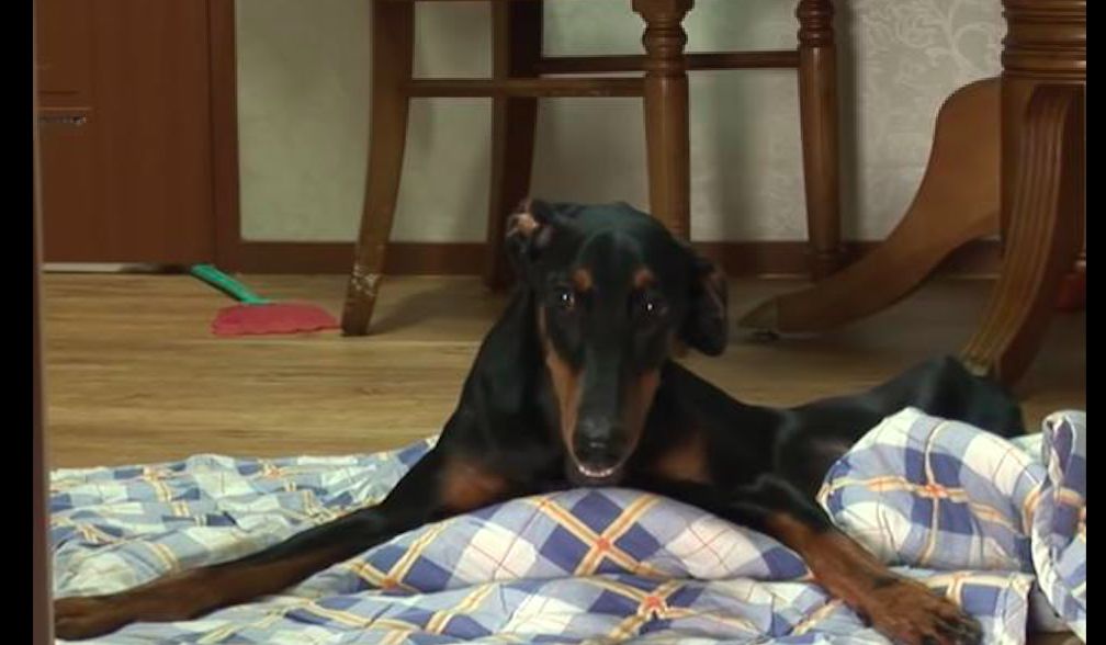 小杜宾犬被踩成瘫痪，被幸运收养后它变得超懂事，从不会乱上厕所