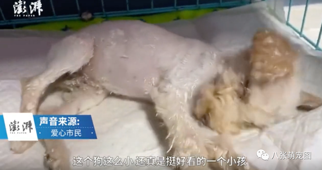 谁干的？！北京街头，一只小狗被浑身裹满石膏后遗弃！