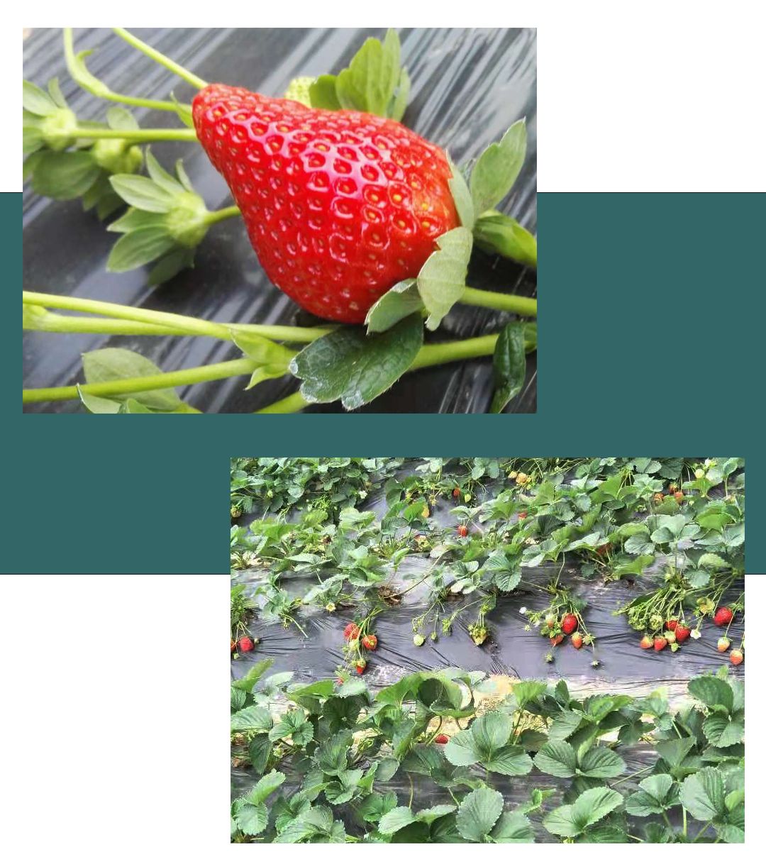 草莓红了！赶紧记下来，深圳最好吃的草莓都在这里！(5)