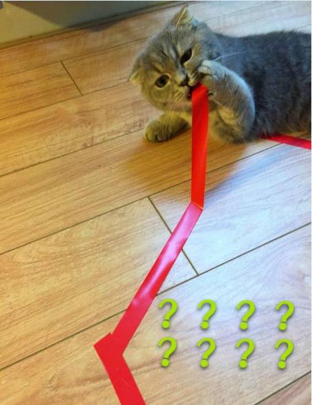 主人做封印猫的实验，没想到出事了！网友：“自作孽，不可活！”