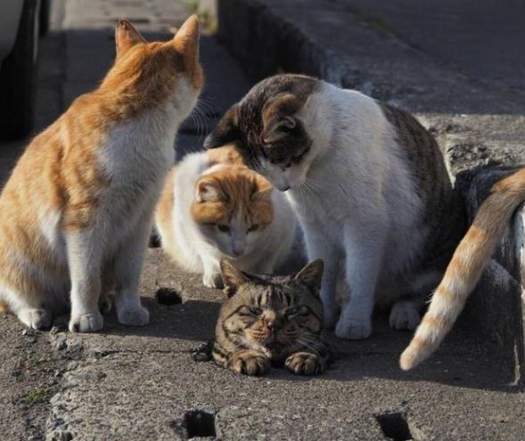 卡头猫引来猫群围观，一脸冷酷让人哭笑不得！