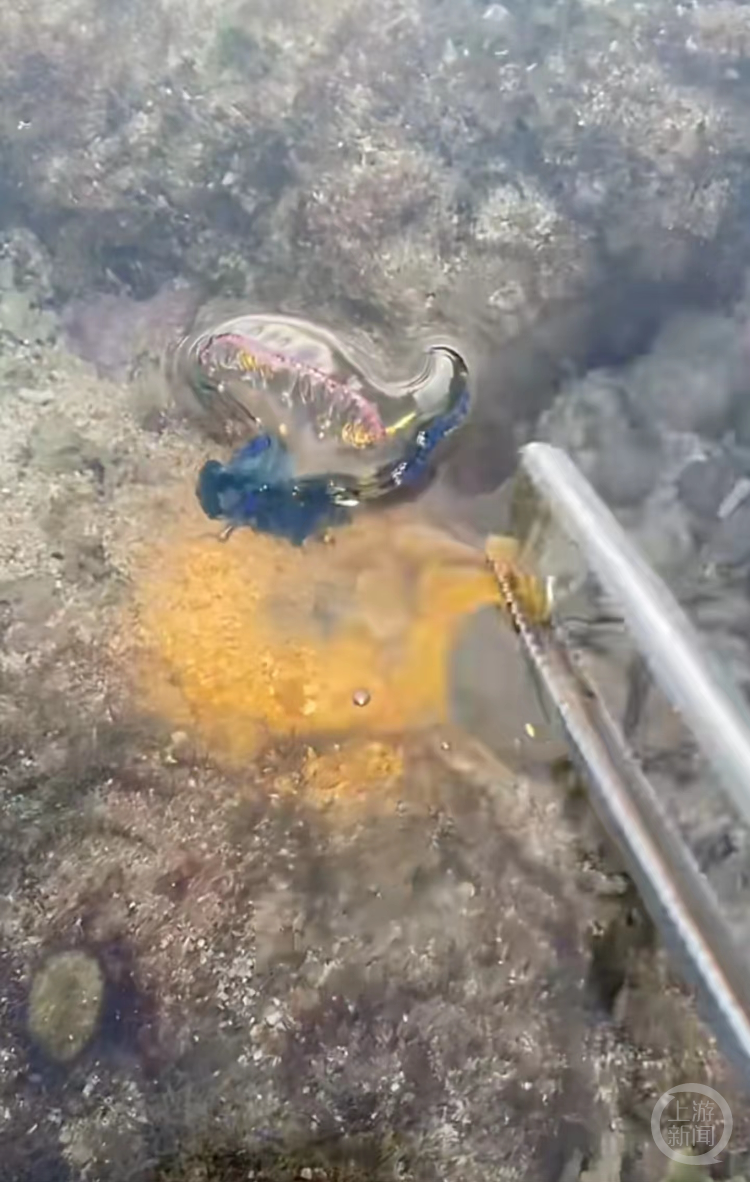 剧毒！多处发现，已有人中招！