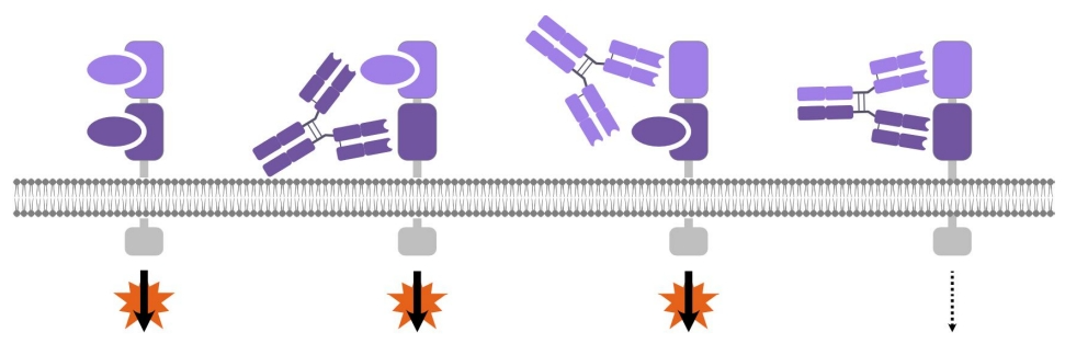 双表位双特异性抗体的治疗应用及前景